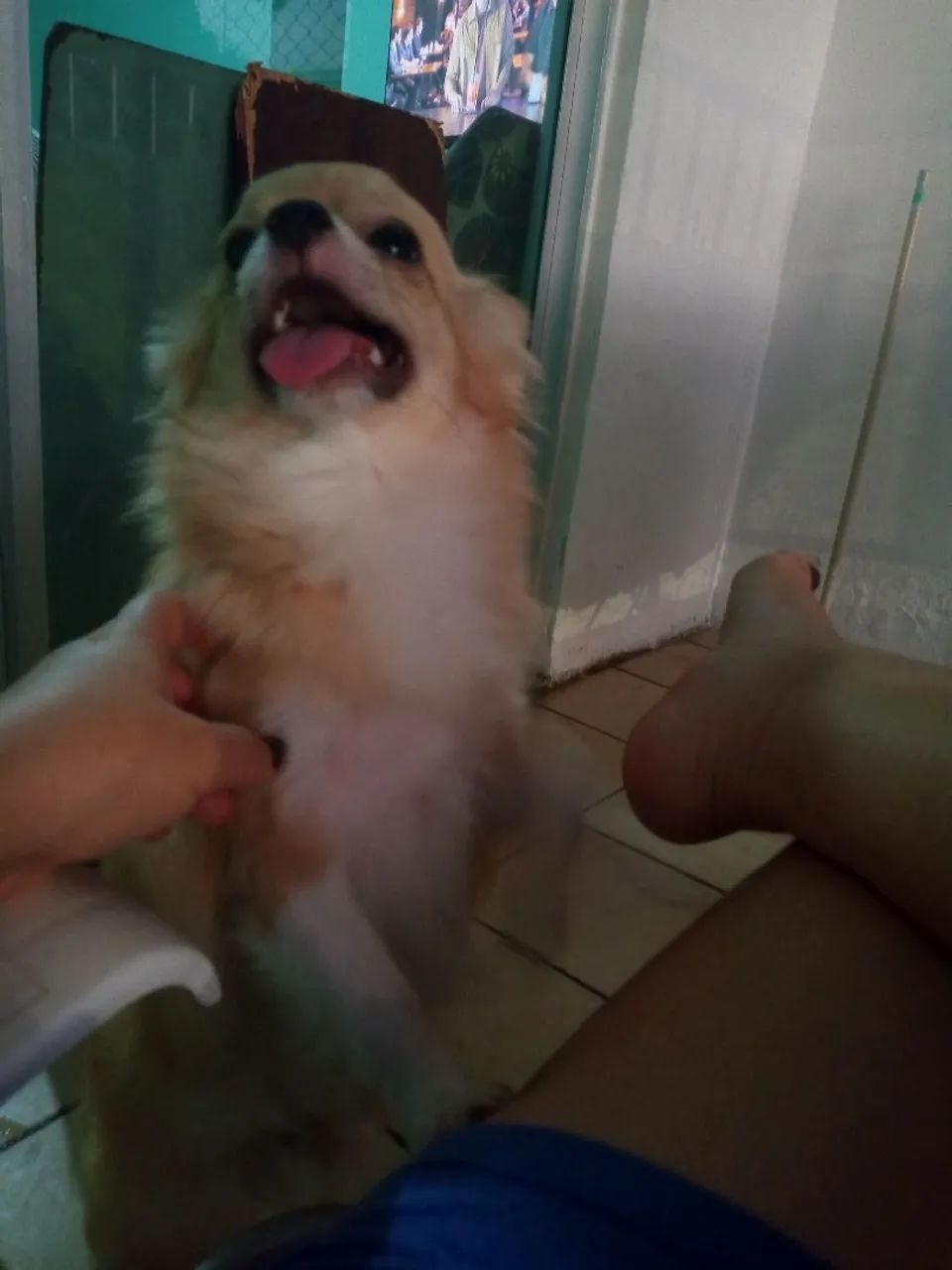 Chihuaua macho - Foto 5