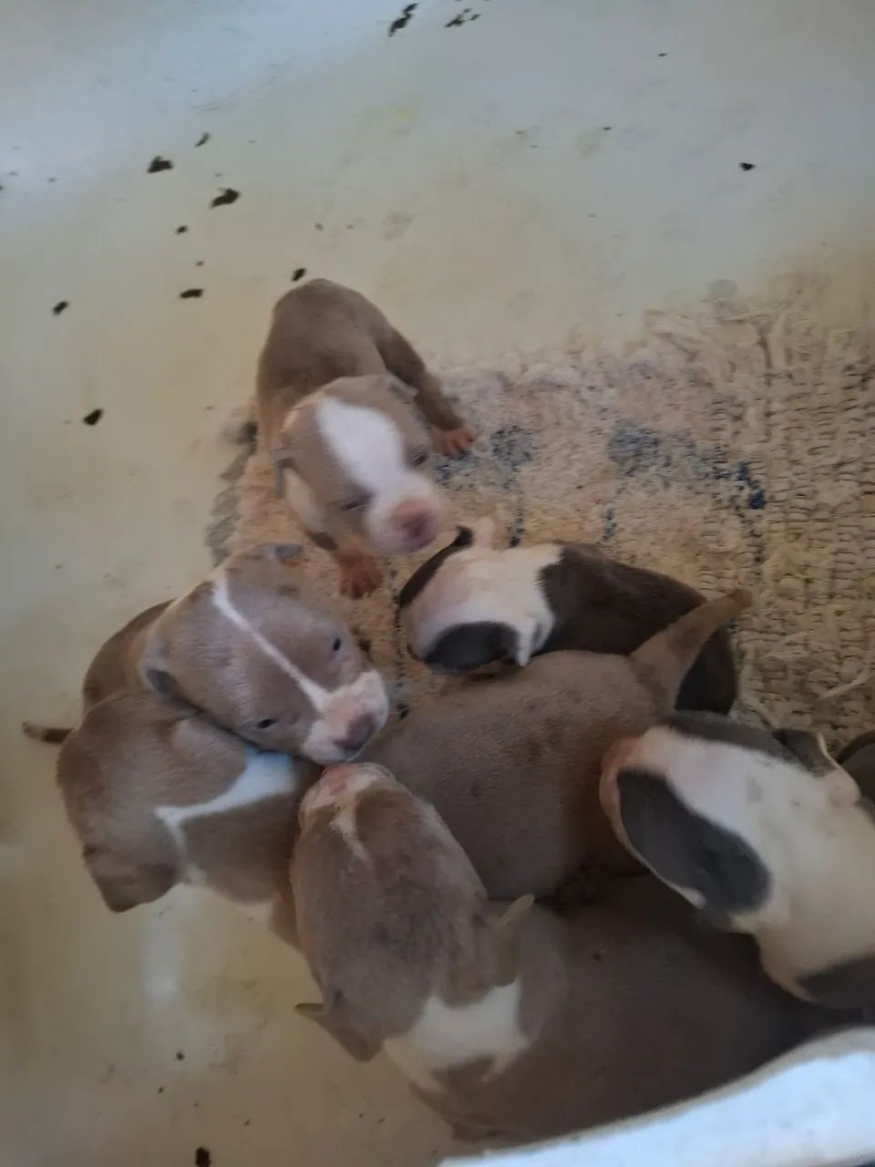 Filhote de American Bully  - Foto 3
