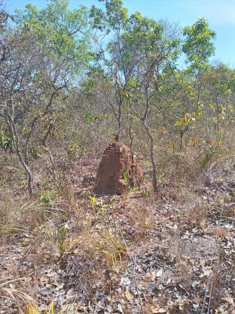 20 alqueires em Divinopolis do Tocantins  - Foto 4