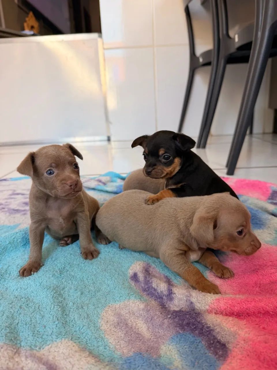 Pinscher Zero  - Foto 4