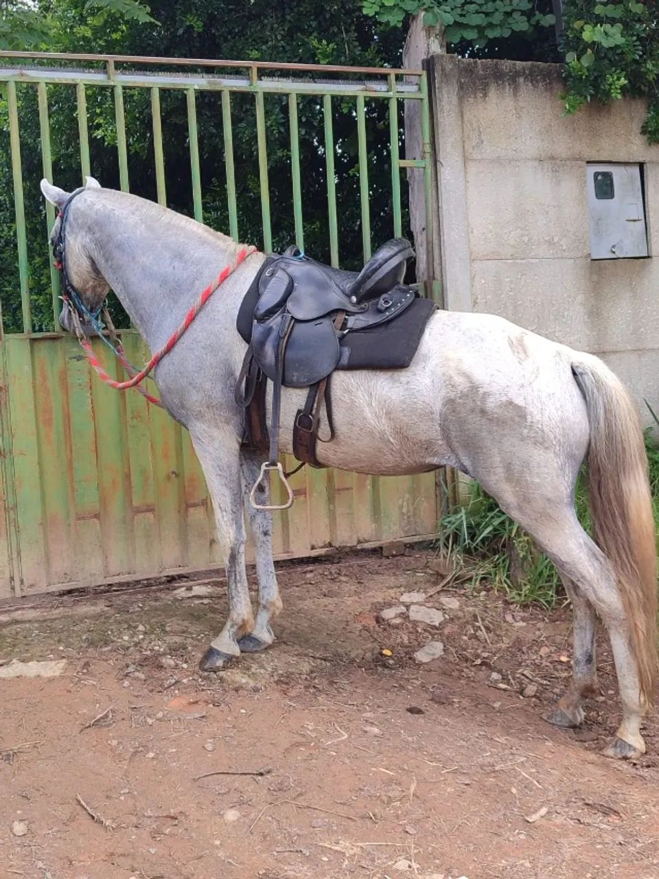 Égua mangalarga marcha picada  - Foto 3