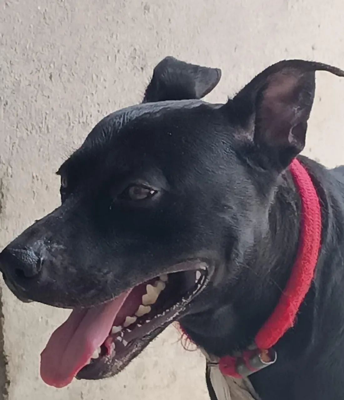 Cachorro macho pitbul super docil