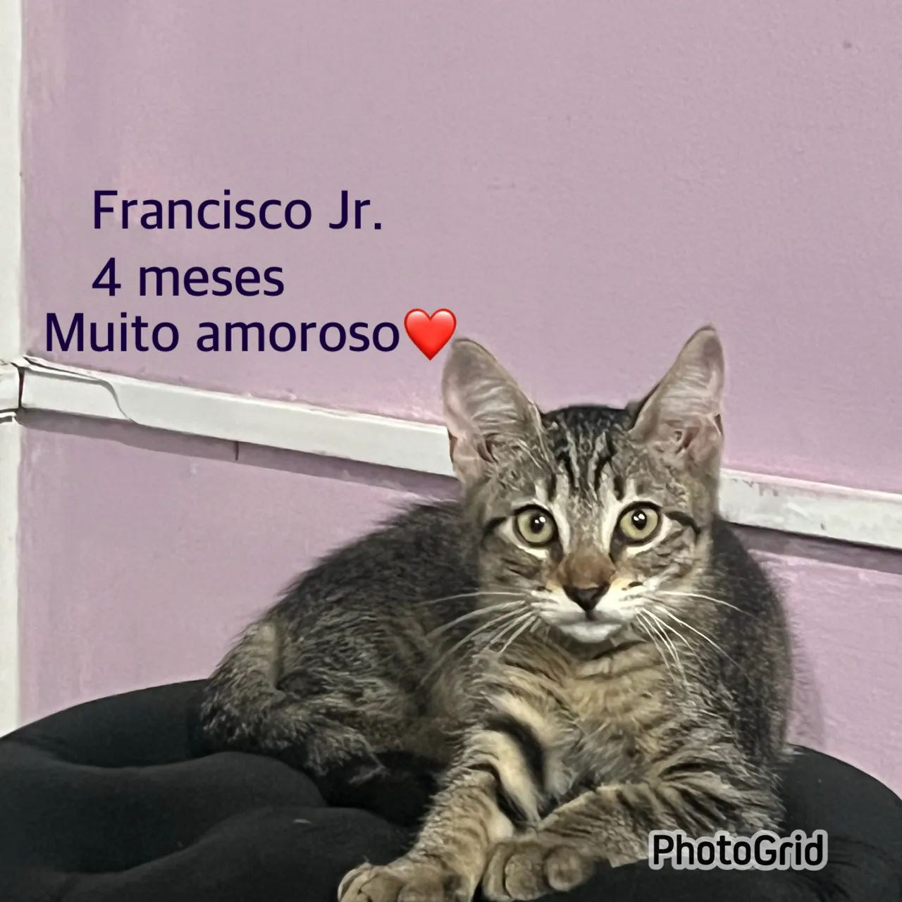Gato  - Foto 4