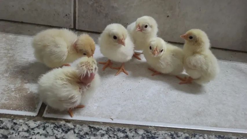 Pintinho garnise miúdo polaco e comum