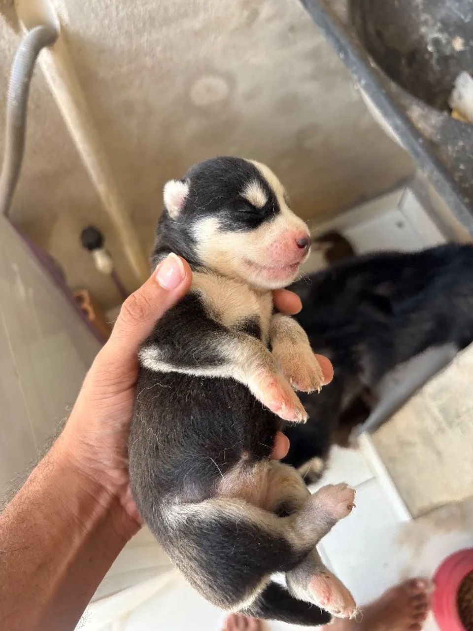 Cachorro - Foto 4