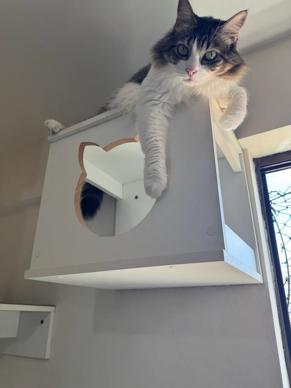 Circuito para gatos - Foto 3