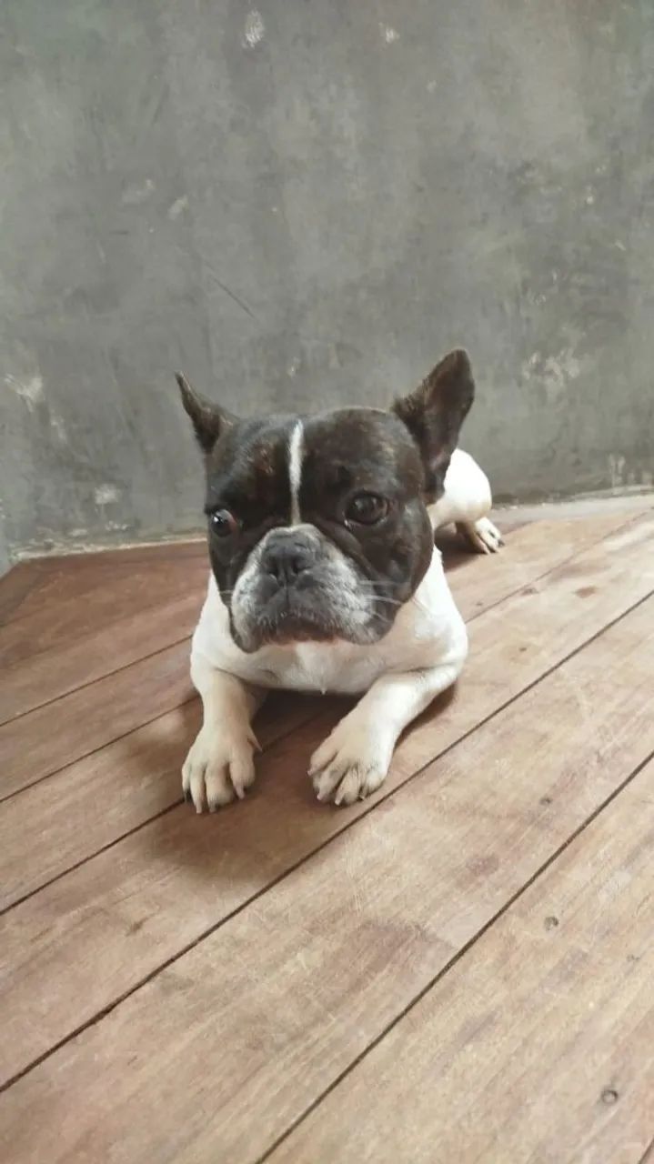 Bulldog francês Macho - Foto 3