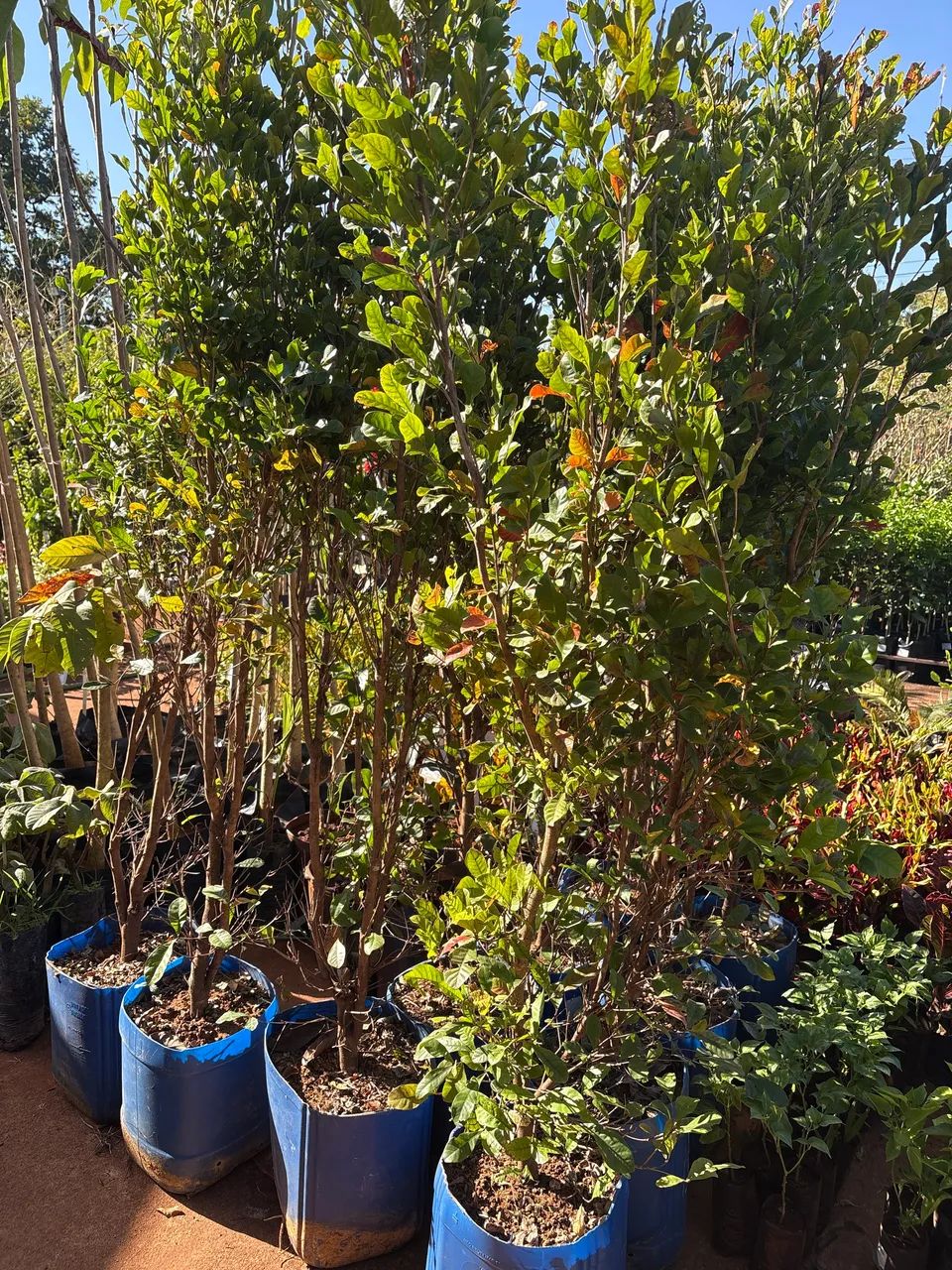 Muda de fruta do milagre grande - Foto 2