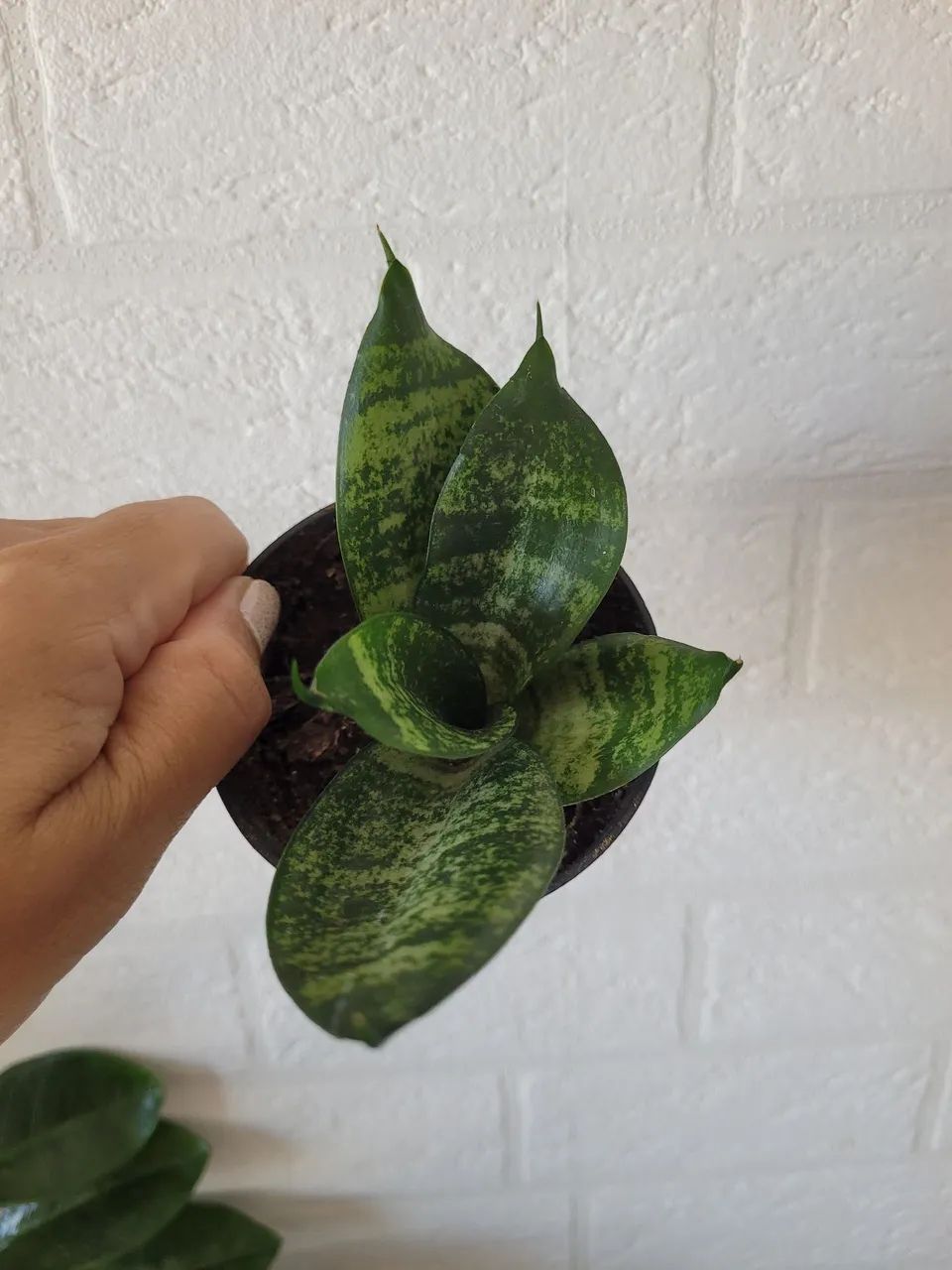 Planta