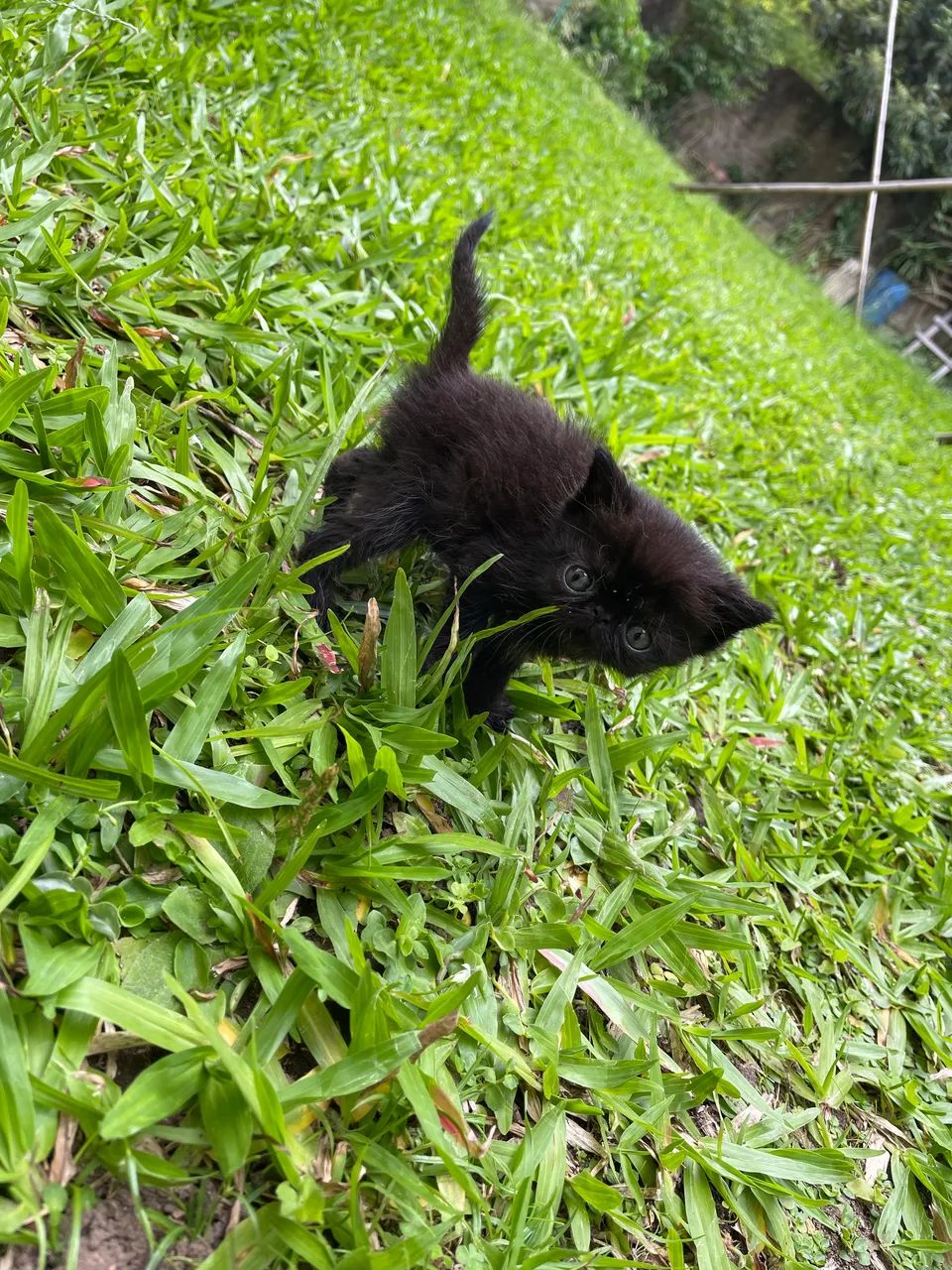 Persa exótico machinho