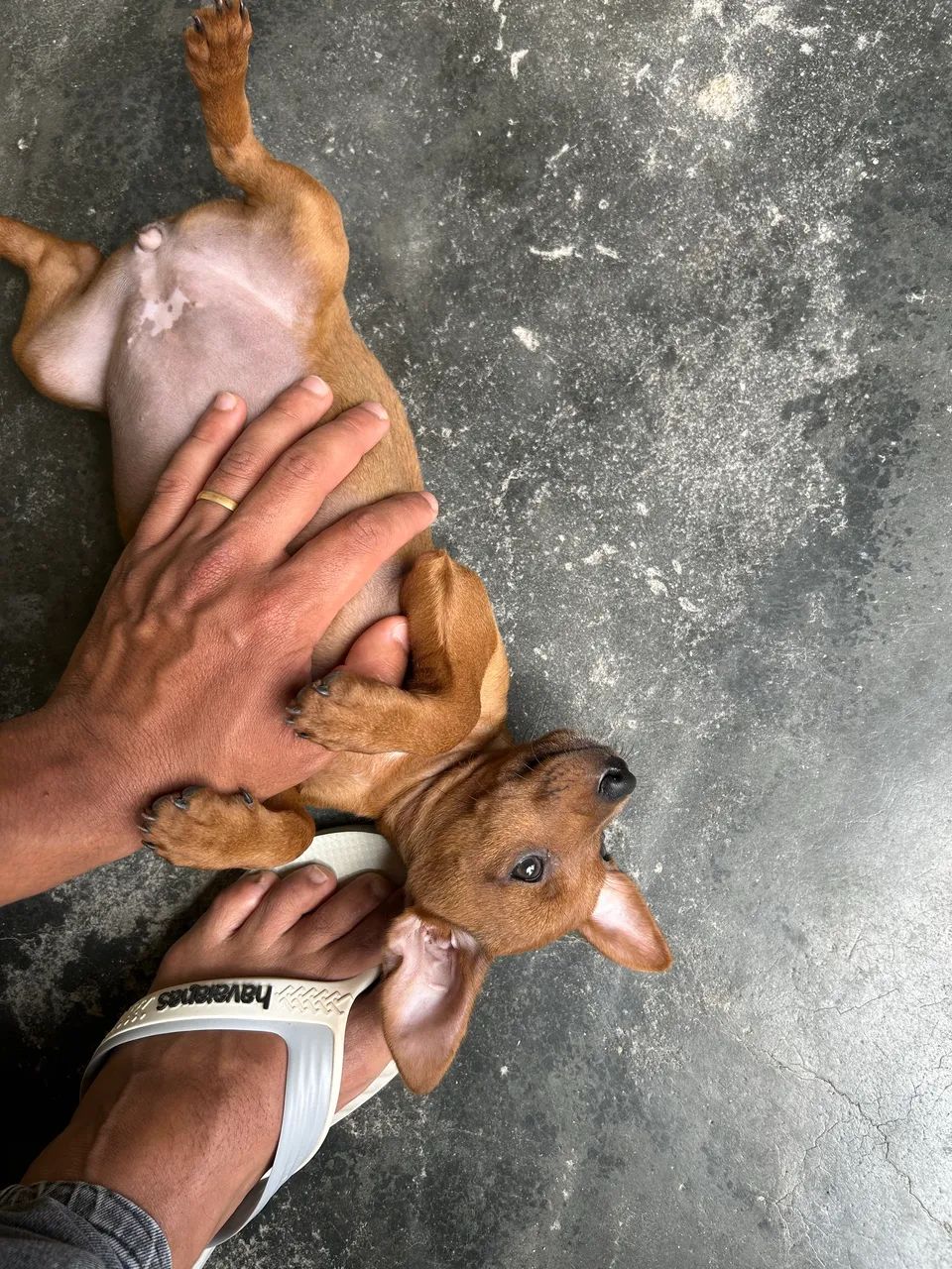 Cachorro Pinscher 1 - Foto 2