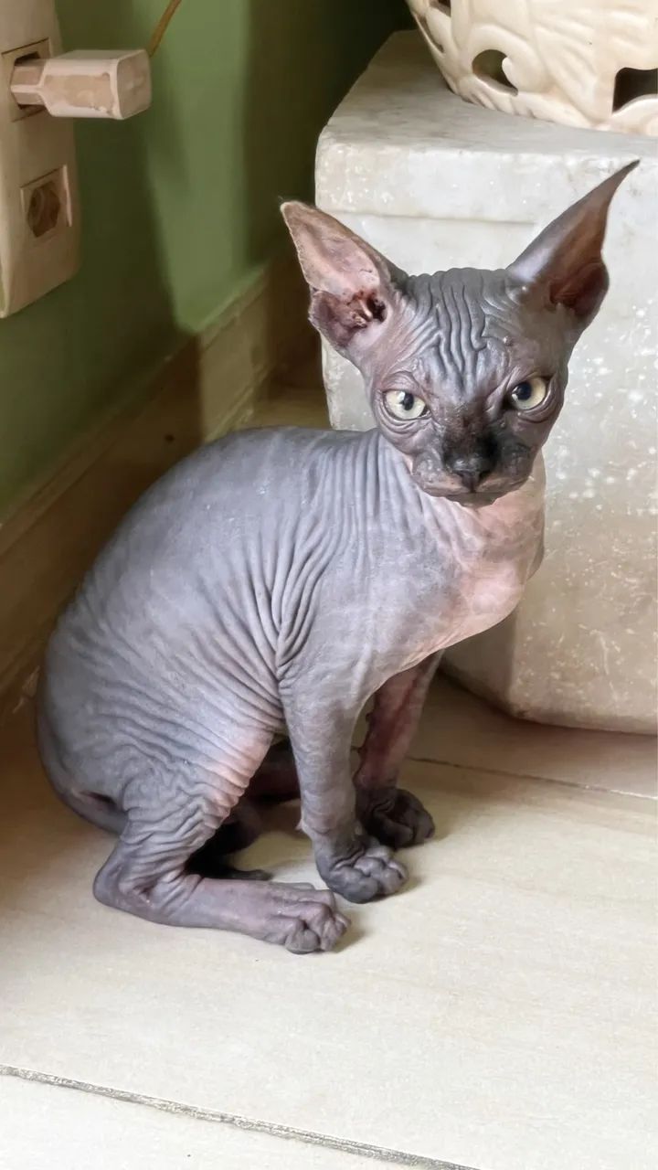 Sphynx Macho Ñ castrado - Foto 4