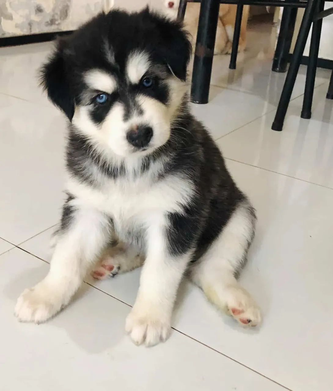 Husky siberiano 