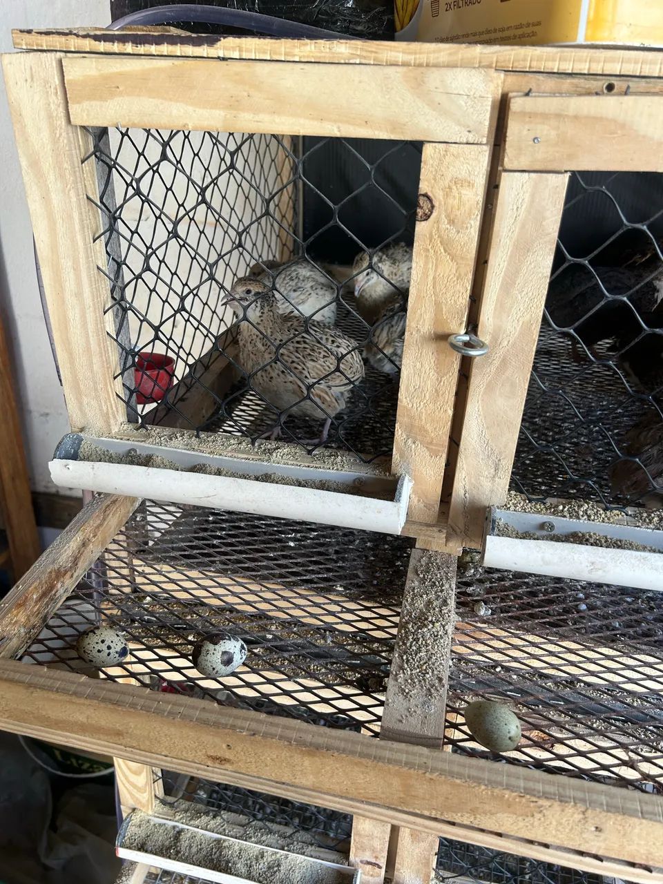 Ovos férteis de codorna gigante  - Foto 2
