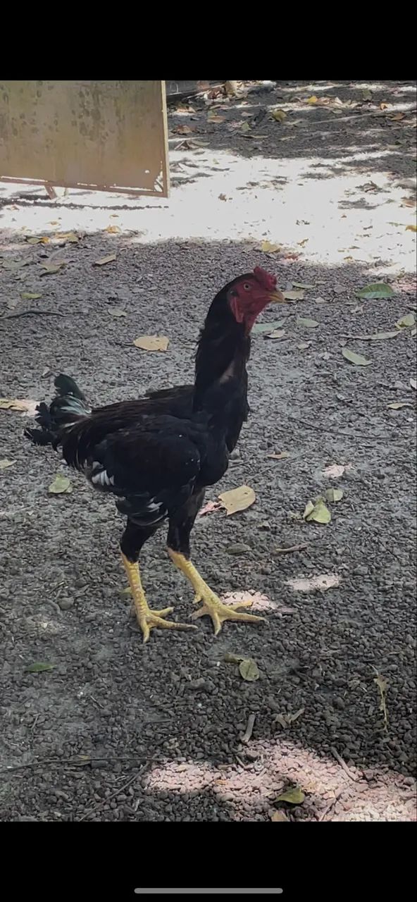 Frango - Foto 3