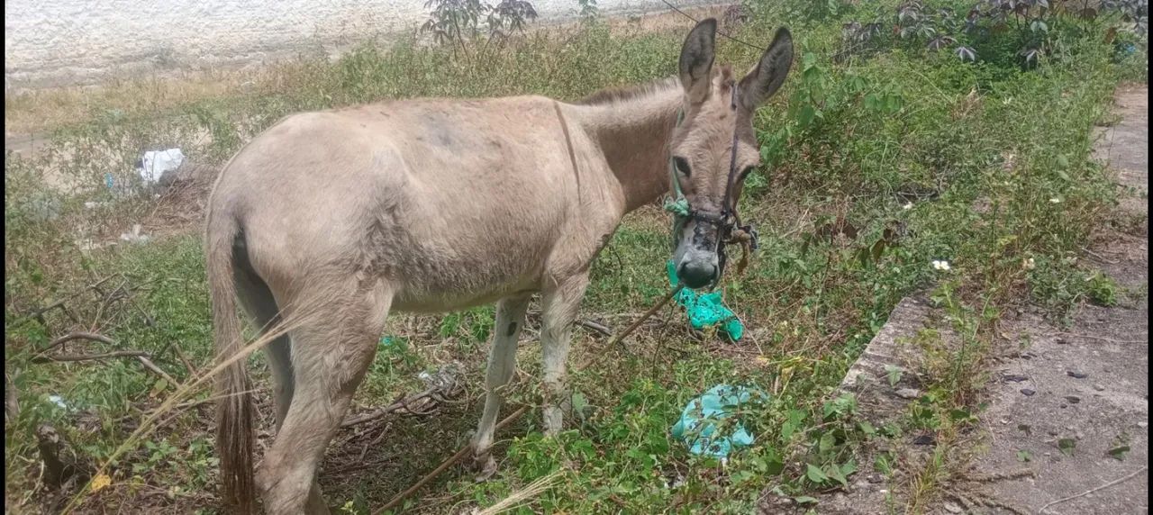 Burro - Foto 5
