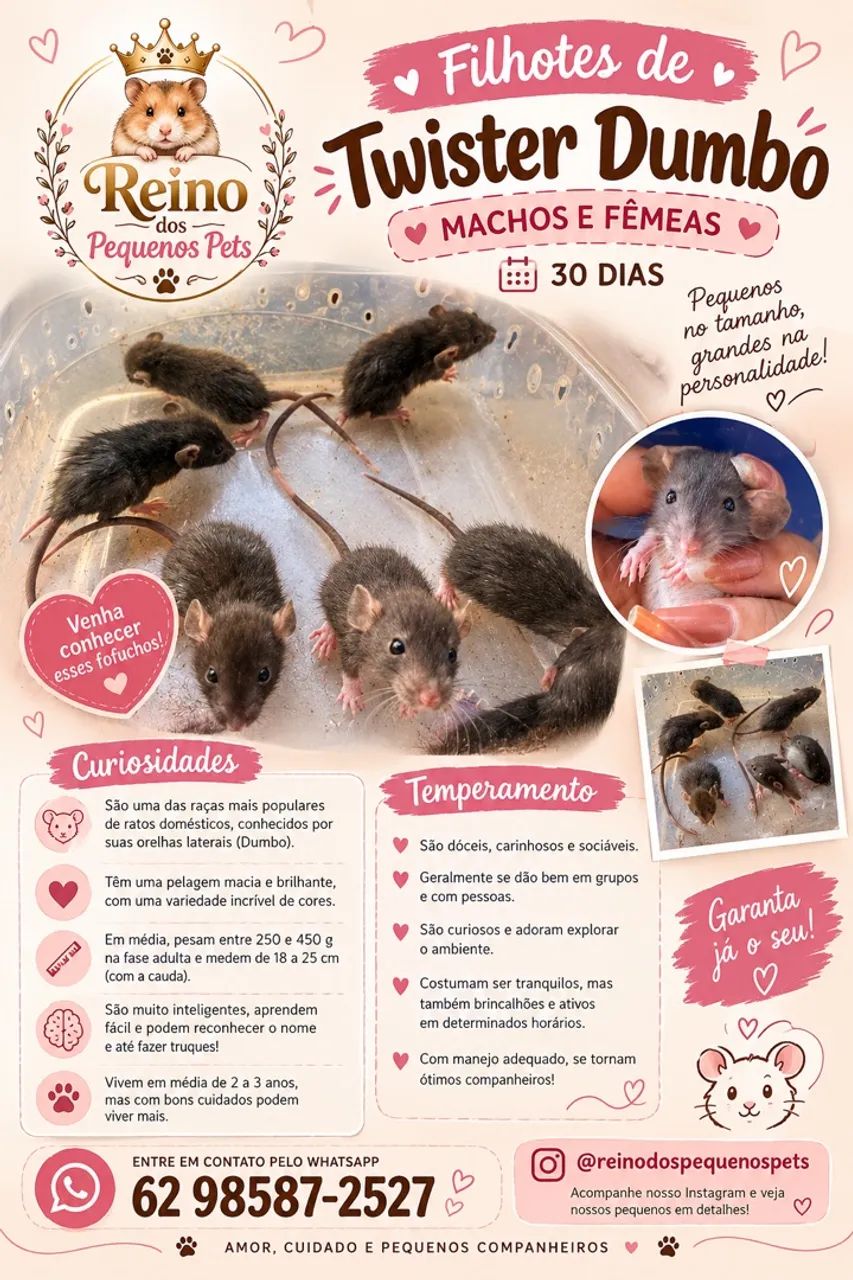 Twister Dumbo  - Foto 3