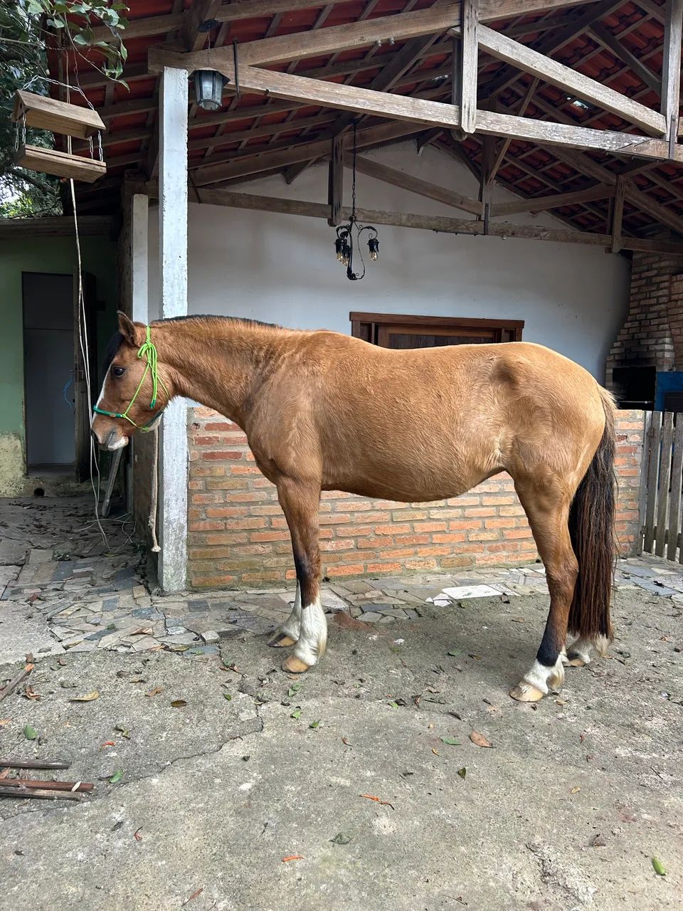 Égua baia  - Foto 2