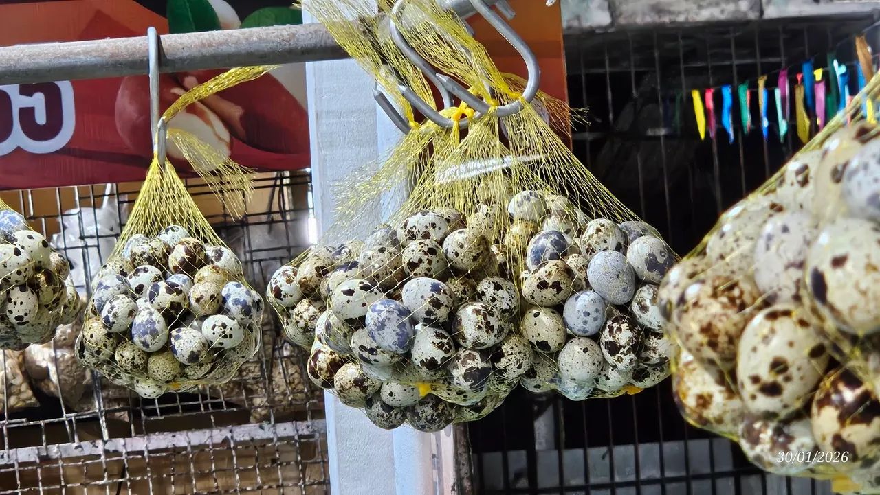 Ovos de codorna - Foto 3