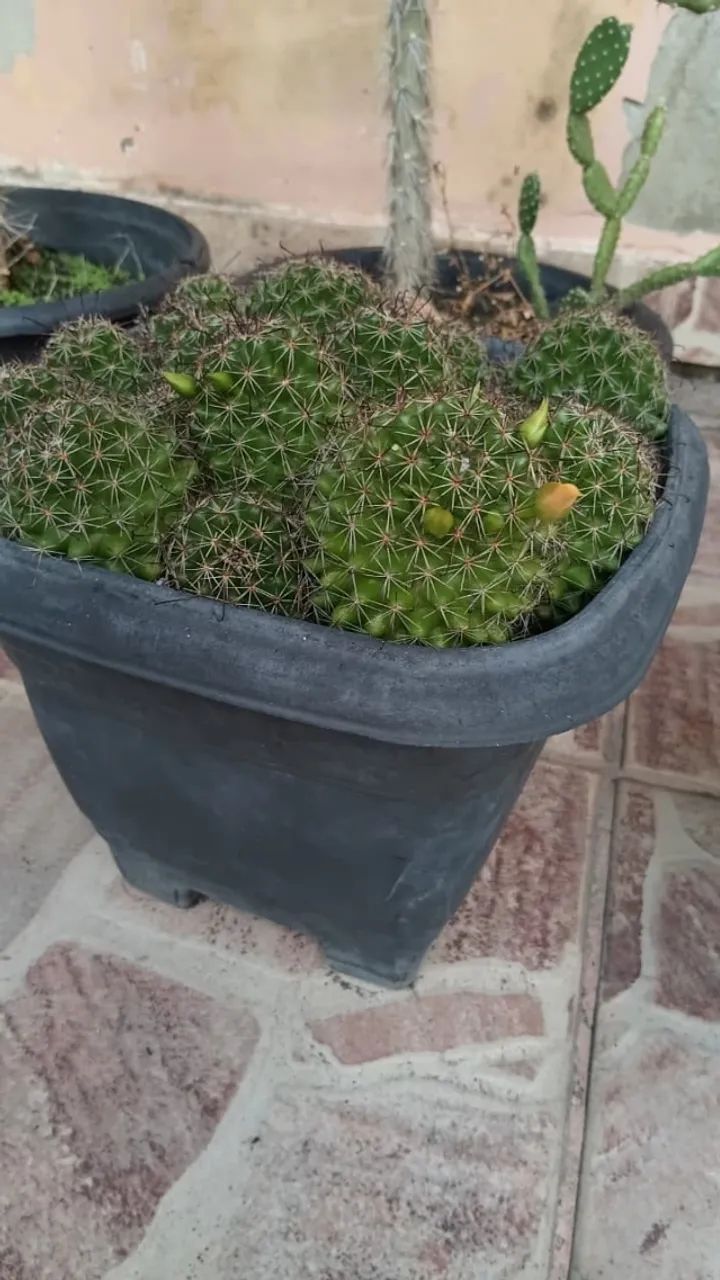Cactos Florindo - Foto 2