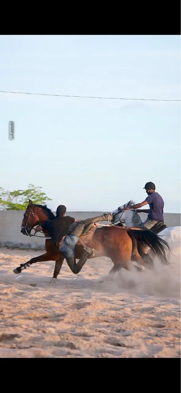 Cavalo de vaquejada  - Foto 5