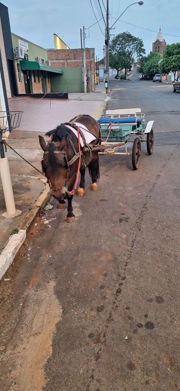 Pônei + troller  - Foto 3