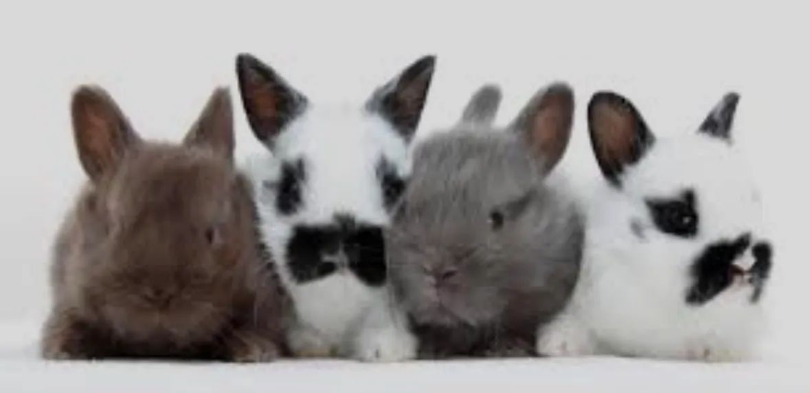 Lindos e Fofos Coelhos  - Foto 5