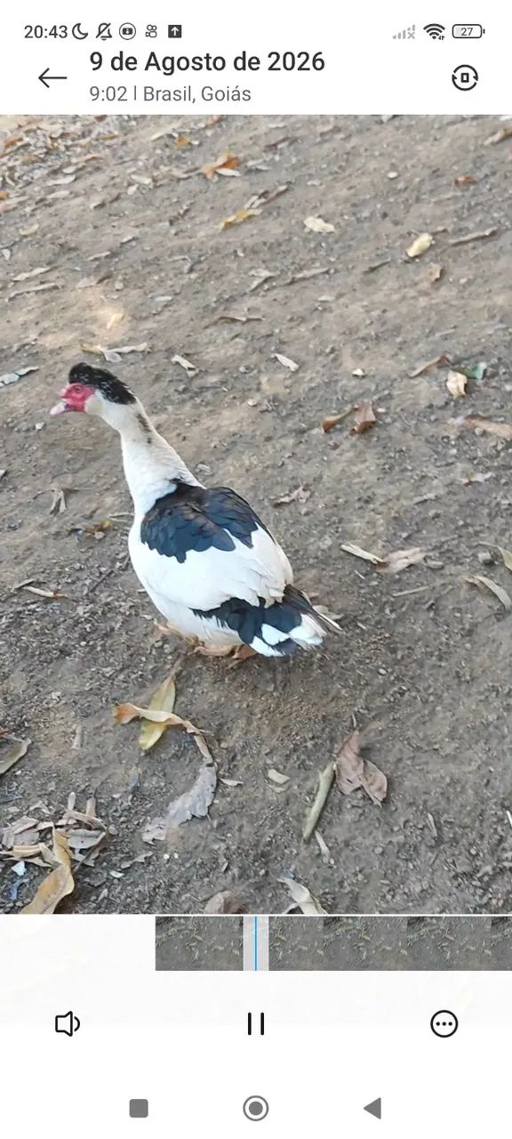 Patos - Foto 2