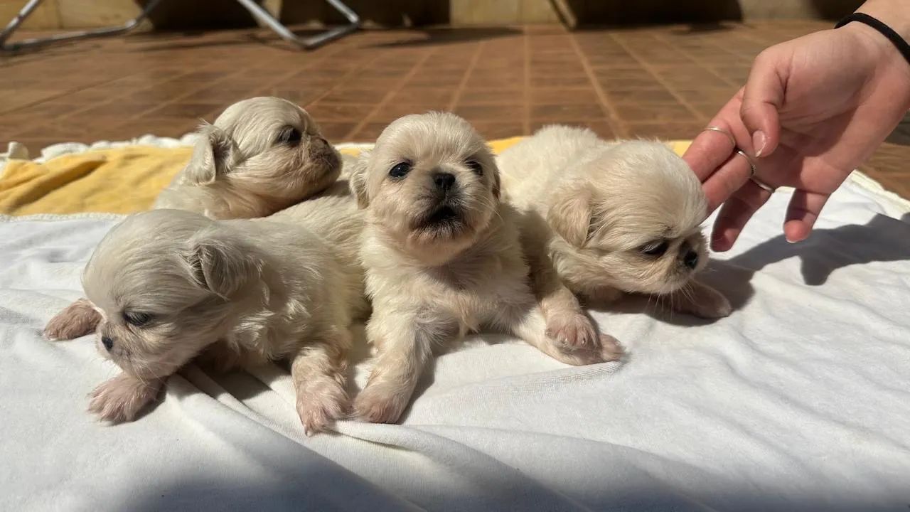 Pequines - Foto 2