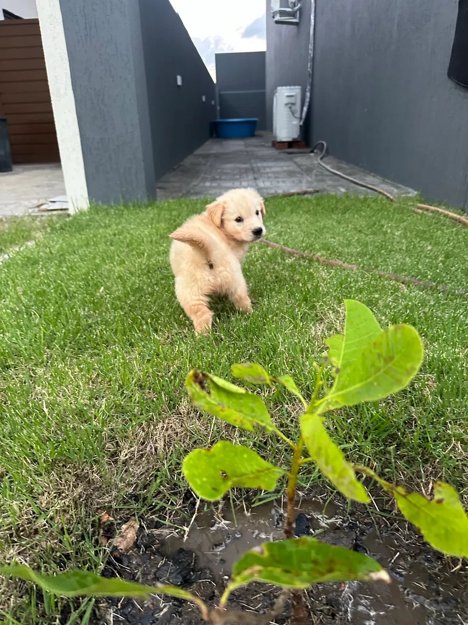 Golden Retriver  - Foto 3