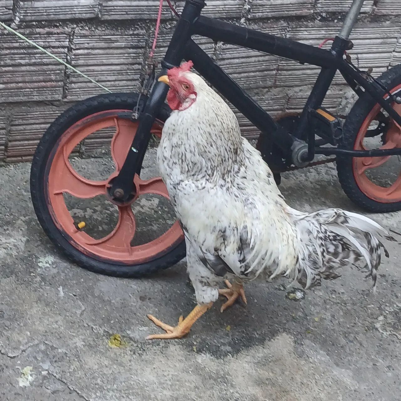Galo - Foto 2