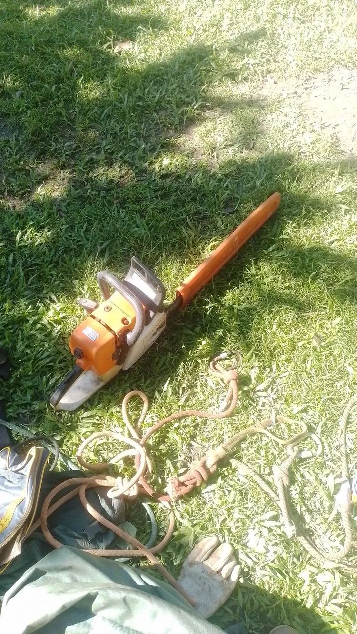 Corte e poda de árvores e coqueiros.  - Foto 3