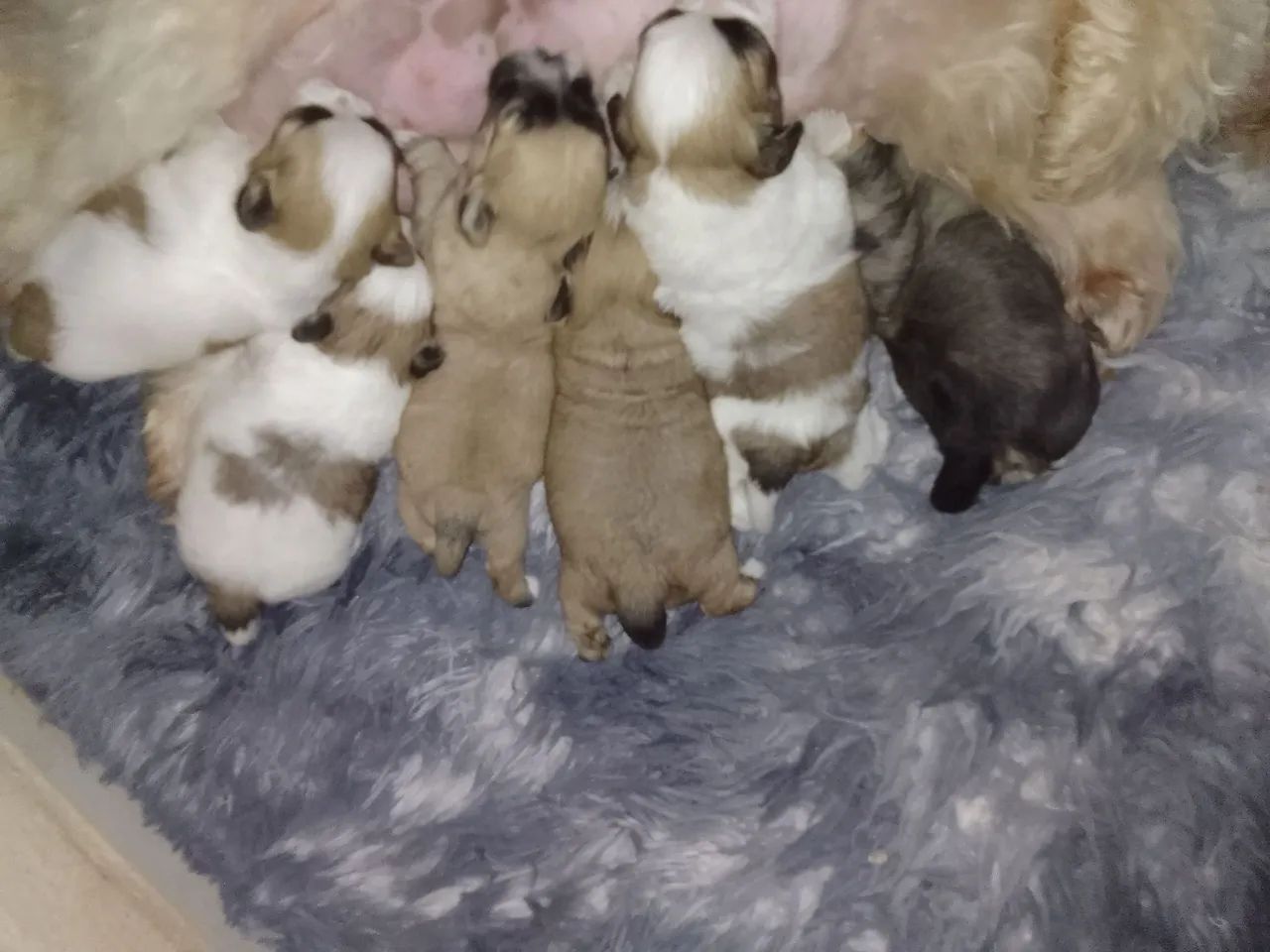 Shih tzu  - Foto 2