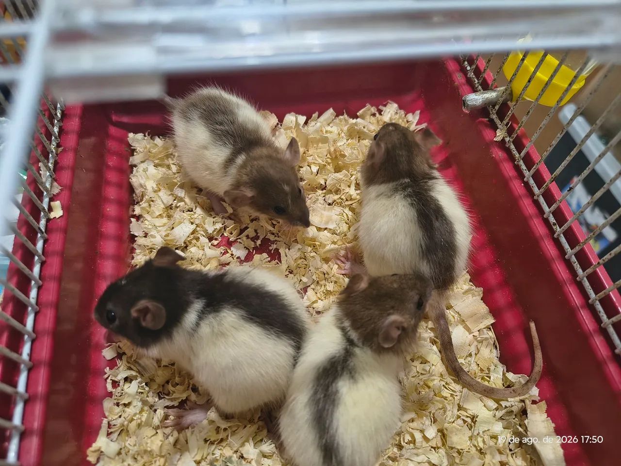 Ratos Twister  - Foto 2