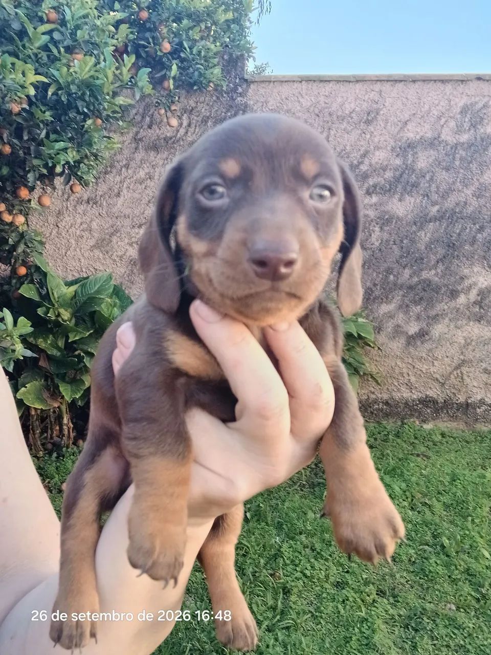 Cachorrinho cofap  - Foto 2
