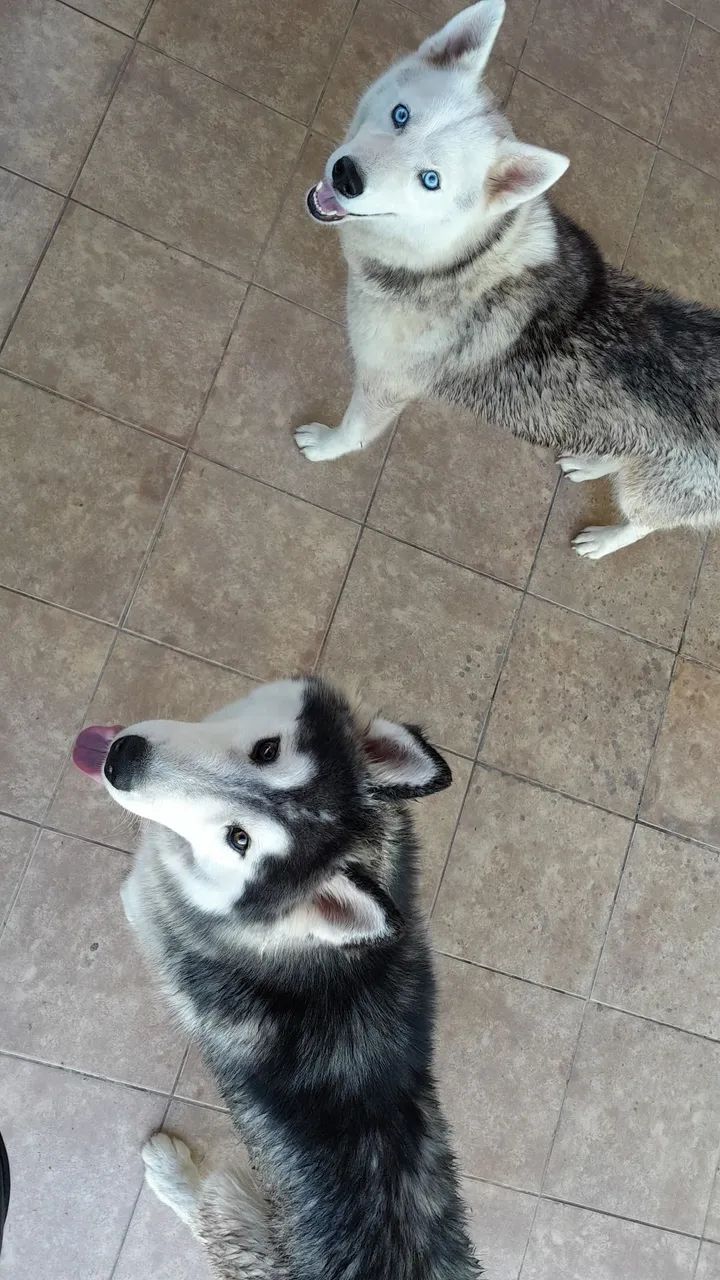 Casal husky siberiano. 