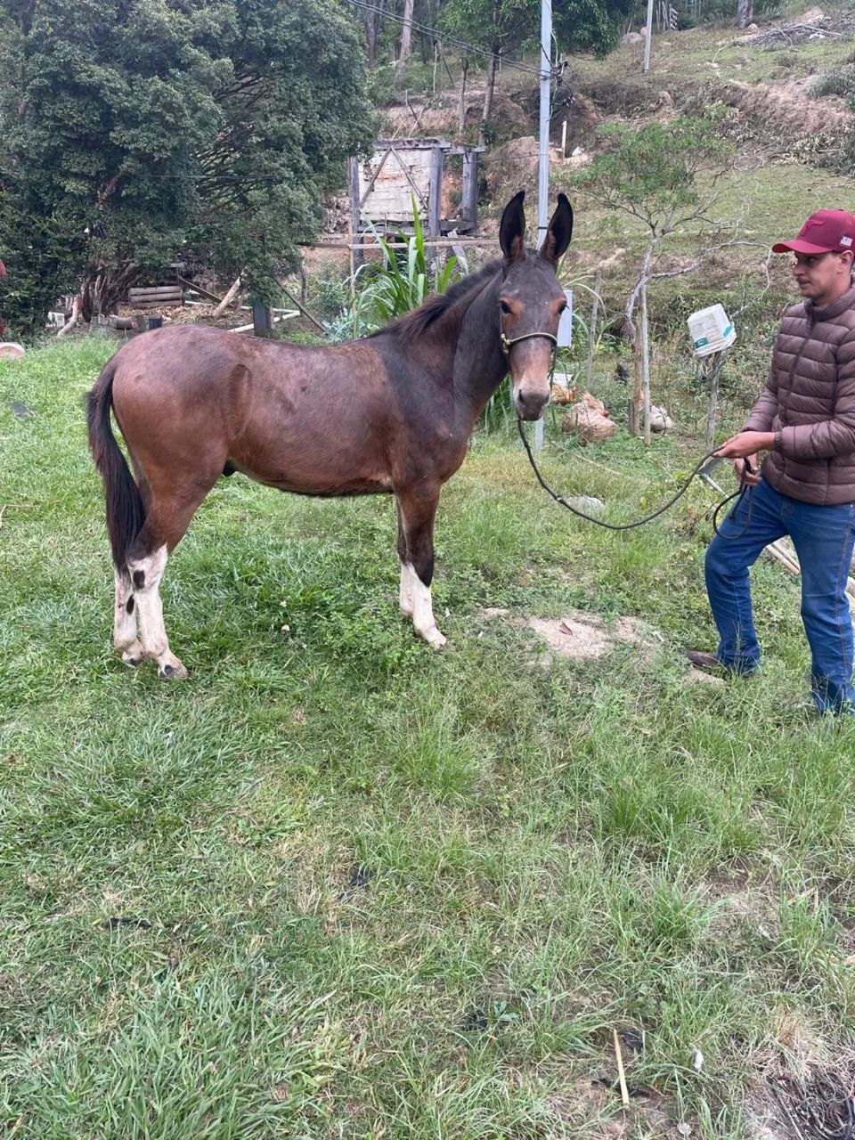 Avenda lindo burro filho de jumento pega em égua manga larga  - Foto 5