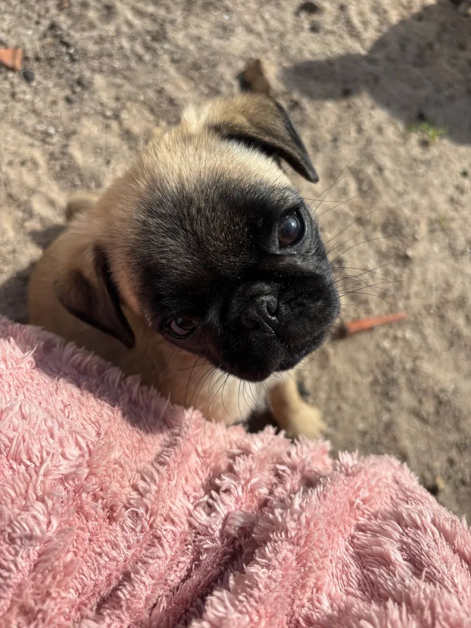Pug mini troco por Pinscher 