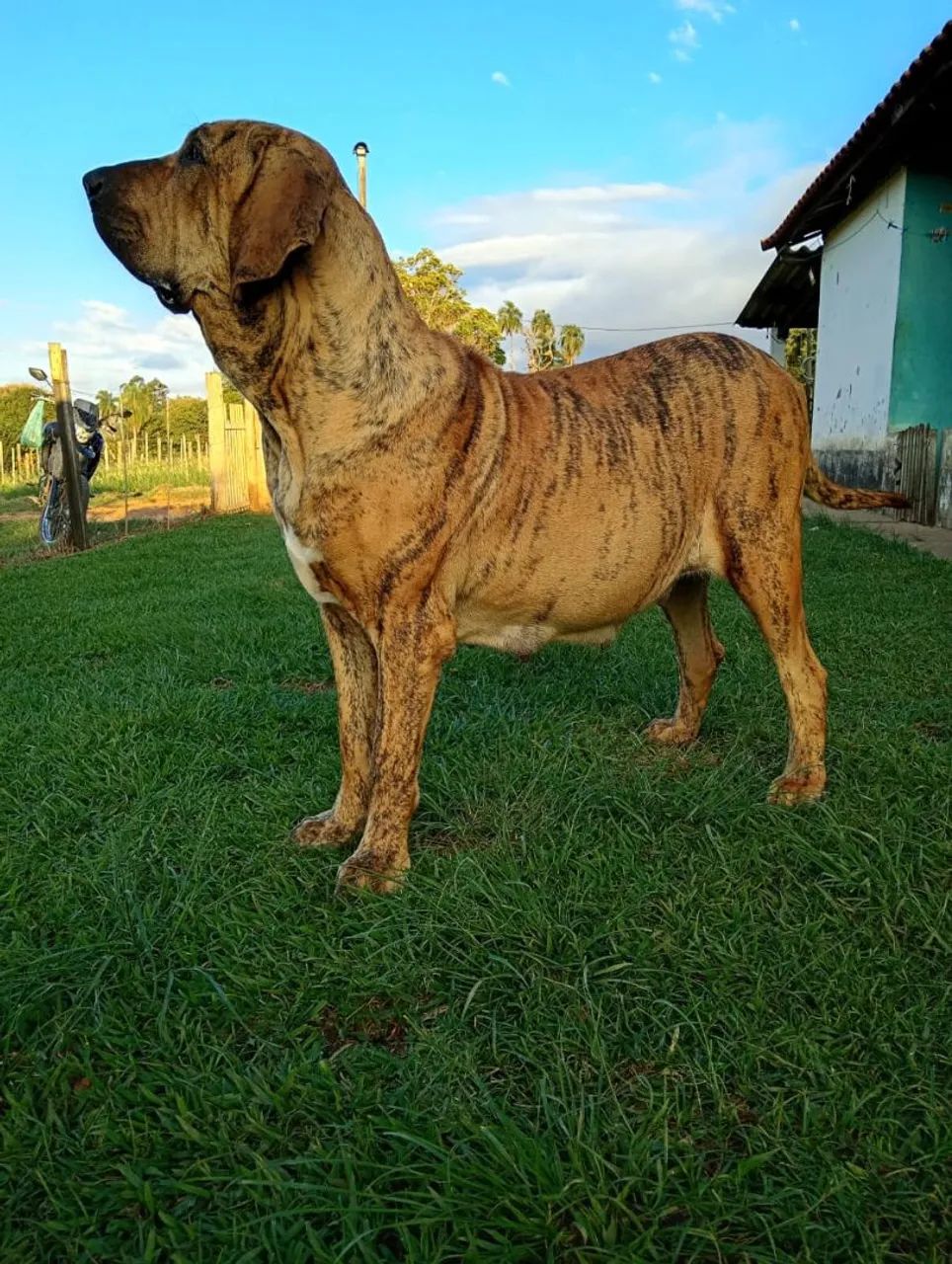 Fila Brasileiro macho  - Foto 4
