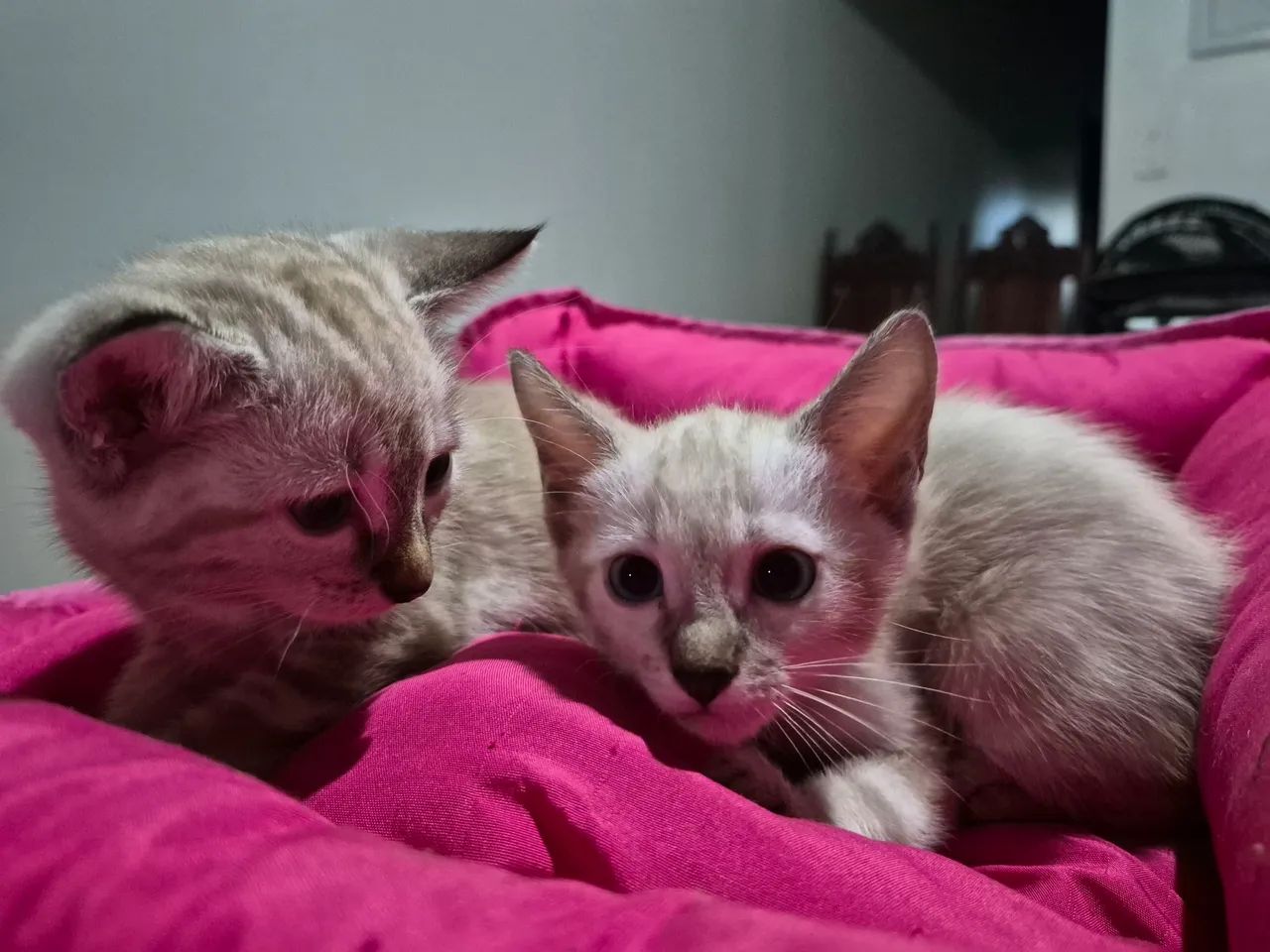 Doação de gatinhas