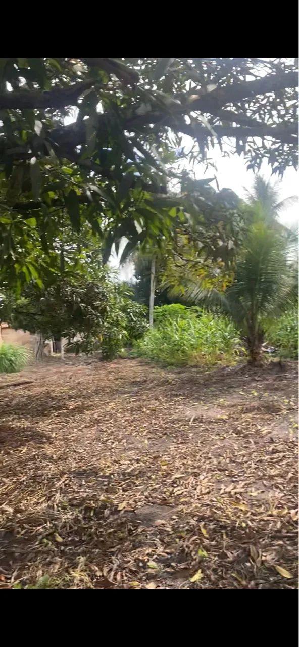 Vende-se Chacara com uma tarefa de terra toda murada  - Foto 5