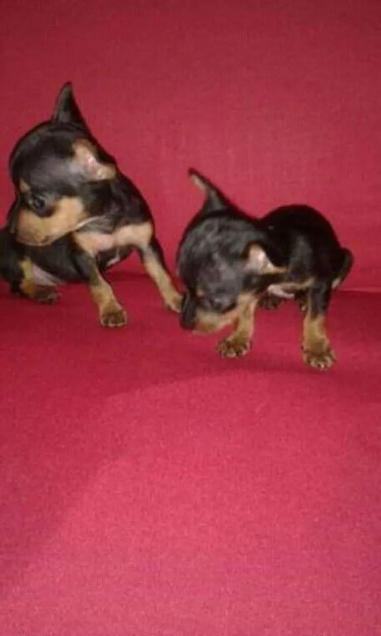 Pinscher 00 - Foto 2