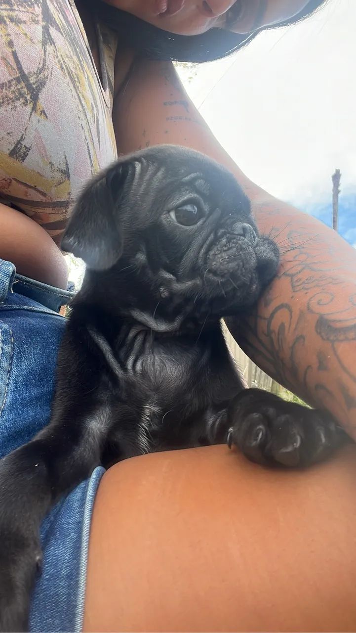 Pug - Foto 5