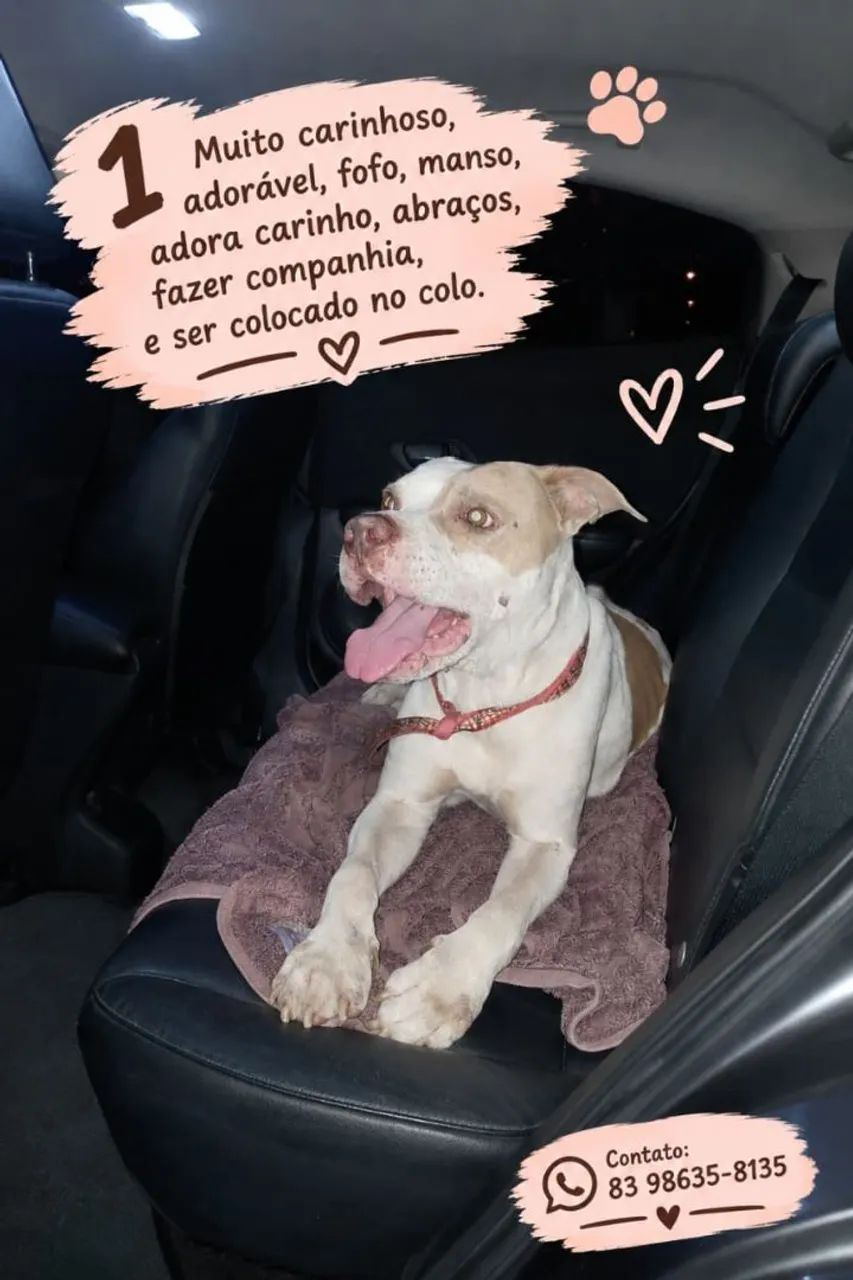 Cachorro macho Pitbull para adoção responsável  - Foto 5