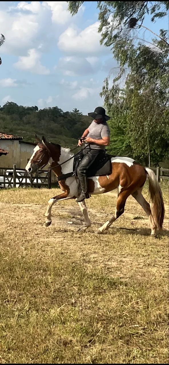 Cavalo Campolina PO Pampa de Castanho 