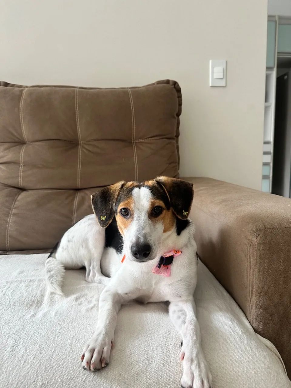 cachorro adoção - Foto 3