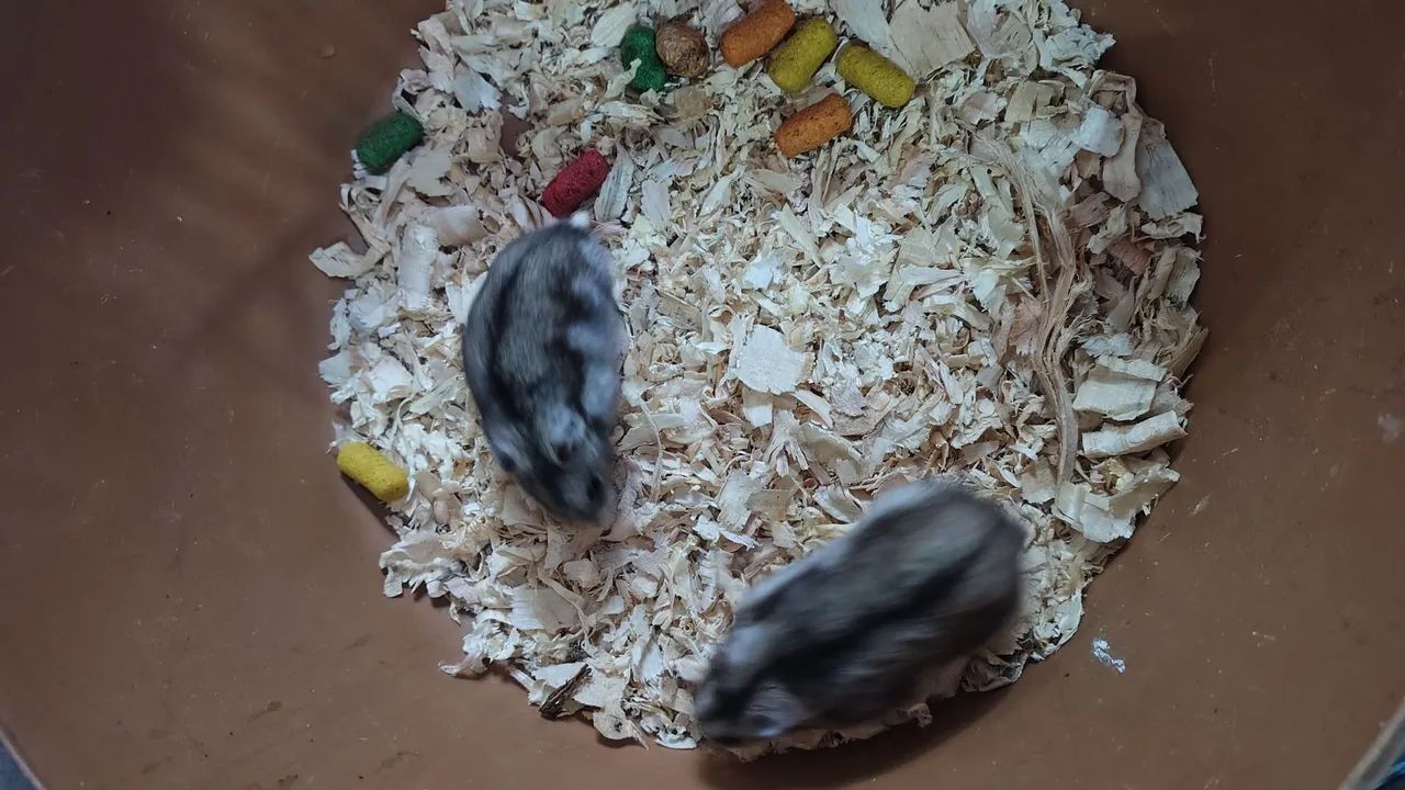 Hamster chinês 