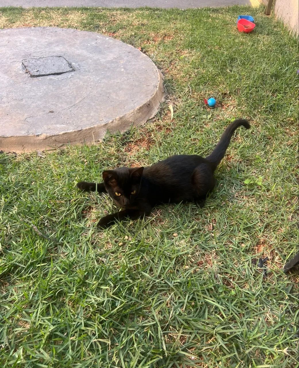 gatinho preto extremamente dócil filhote  - Foto 6