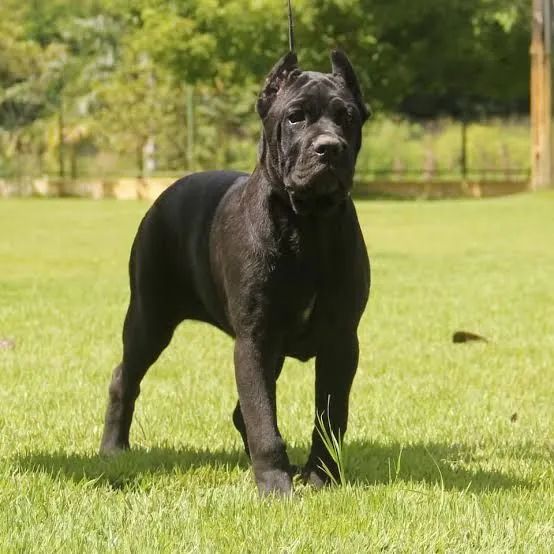 Cane corso