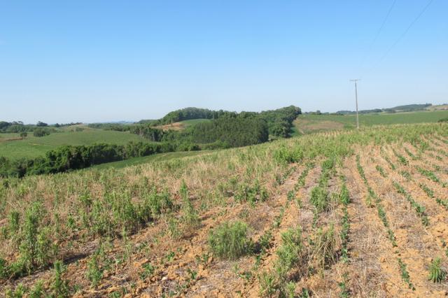 Área imperdível R$100.000,00 o alq. de planta/R$50.000,00 bosque e rio - Foto 11